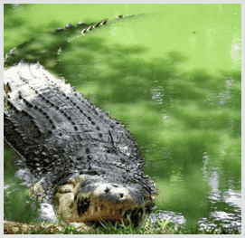 Crocodile Bank